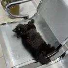 قط هاف بيكي برتش ذكر تزاوج