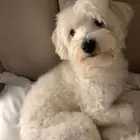 كلب مالتيز لتبني