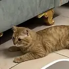 قط للتبني معقم