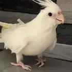 كروان البينو