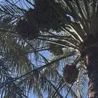 طلع نخل للبيع