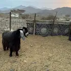 تيس