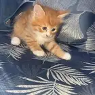قطط أعمارهم شهر للتبني الموقع المزاحميه