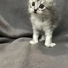 كيتن سكوتش ستريت ذكر للبيع