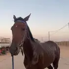 للبيع حصان إنجليزي العمر ثالث سنوات اقبل با البدل المنسب