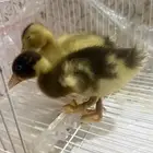بط للبيع مع قفص وحوض سباحه الدمام حي النابيه