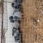 للبيع زوج زاجل سباق شرط صحه ونظافه