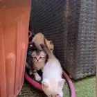 قطوه