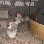 دجاج فيومي المنيوم