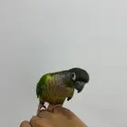 ببغاء كنيور الليف عندك بعض الكلمات