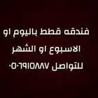 فندقه قطط باليوم