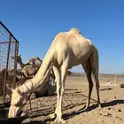 ناقه سوداني. السن جذعه يوجد لها فديو