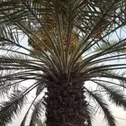 نخل للبيع