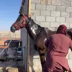 حصان انقليزي