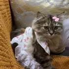 قطه شيرازي للتبني