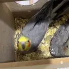 جوز كروان منتج