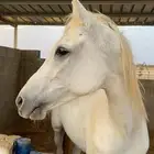 فرس . خيل. شعبي