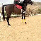 فرنس انجليزيه