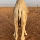 حشو طيبه