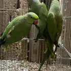 تم البيع ازواج دره هنديه منتجة( محميه)