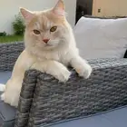 تبني مؤقت