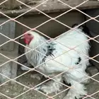 براهما