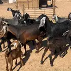 معزاء 8 عليها 8 عيالها 6 تيوس وجفرتين