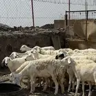 رخال وضان حريات