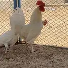 دجاج بلدي ترثه
