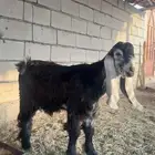 مشروع فحل عارضي صنف الصنف ومعرف العمر 5 شهور ونص شق ثلاثه