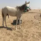 حصان شعبي مولف على الابل غي