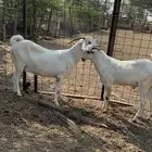 عنز فاخره وولدها مشروع فحل