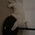 قطط للتبني