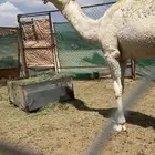 قعود طيب للبيع