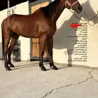 حصان فرنسي هادي