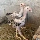فروخ صوص شامو الماني