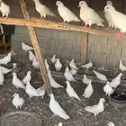 حمام فرنسي جامبو