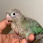 كنيور تركواز يلو سايد