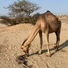 حمراء مموت من يومين فيها الحليب (تم البيع )