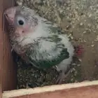 فروخ اناناس للبيع