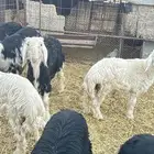 ظليان خرفان نجد