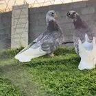 جوز قطيفي اللون مرغوب الصحه  منقار قصير جوز طقم