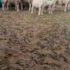 حريات دفيع ورغايث