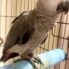 كاسيكو أفريقي أليف