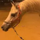 خيل فحل