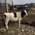 حسيله عمر 9-10 شهور