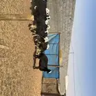 غنم دفيع ومقرعه