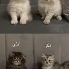 قطط للبيع