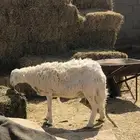 حريه شاه حايل ذبيحه