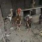 دجاج باكستاني